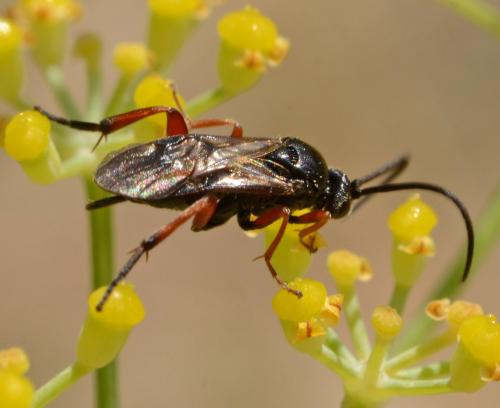 Réf. 273 706 : Microgastrinae inconnu